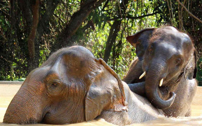 Pattaya_Elephant_Sanctuary Pattaya_Elephant_Sanctuary